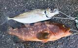 「「メタルマル縛り」でキジハタゲームに挑戦【上越】35cm本命に29cmアジもヒット！」の画像9