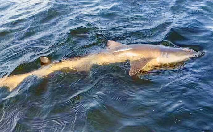 カヤック＆SUPフィッシングの機動力を徹底比較　良いとこどりの最新艇も紹介