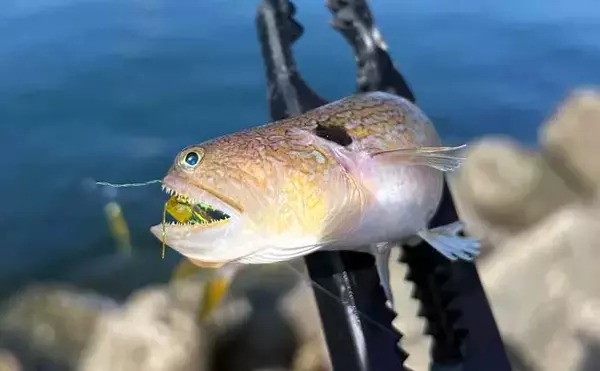 「深日港での陸っぱりタチウオゲームで本命不発もジグサビキでボウズ逃れ成功【大阪】」の画像