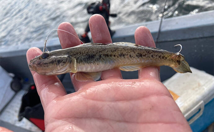 ハゼを使った泳がせ釣りで48cmマゴチをキャッチ【三重】魚礁周りの水深12mでヒット