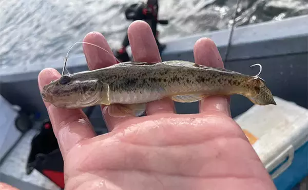 「ハゼを使った泳がせ釣りで48cmマゴチをキャッチ【三重】魚礁周りの水深12mでヒット」の画像