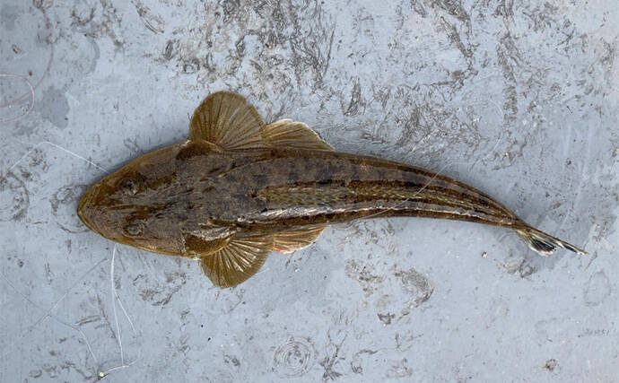 ハゼを使った泳がせ釣りで48cmマゴチをキャッチ【三重】魚礁周りの水深12mでヒット