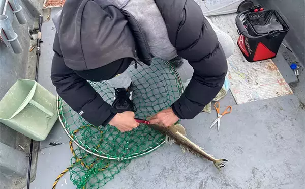 「ハゼを使った泳がせ釣りで48cmマゴチをキャッチ【三重】魚礁周りの水深12mでヒット」の画像