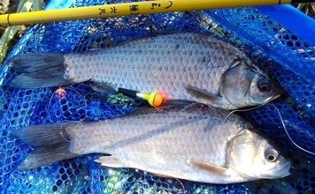 冬でも釣れる！寒ブナ釣りの始め方　ポイント・仕掛け・釣り方を基礎から解説