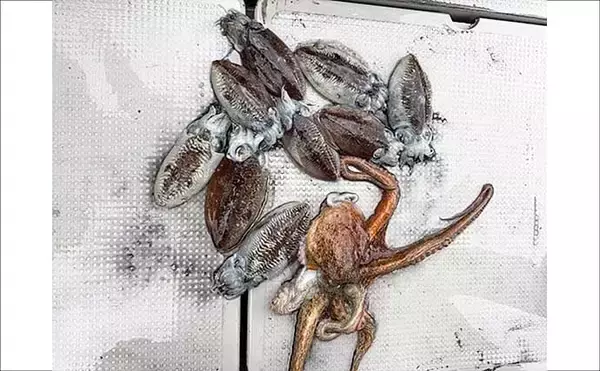 「【沖釣り釣果速報】テンヤタチウオでドラゴン級ヒット！渋い中でも良型主体に土産確保（大分）」の画像