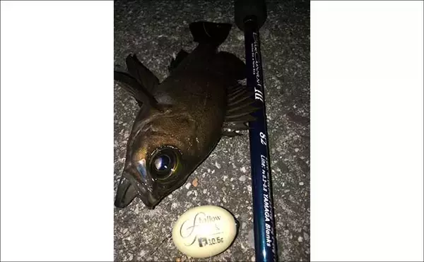 「フロートリグ専用のメバリングロッドは必要？ 他釣り物にも流用可能で実用性高し」の画像