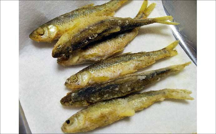 「実は超美味な淡水の小魚」琵琶湖でホンモロコを釣ろう【タックル・仕掛け・釣り方を解説】