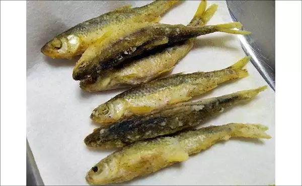 「「実は超美味な淡水の小魚」琵琶湖でホンモロコを釣ろう【タックル・仕掛け・釣り方を解説】」の画像