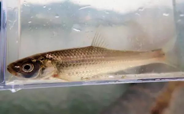 「「実は超美味な淡水の小魚」琵琶湖でホンモロコを釣ろう【タックル・仕掛け・釣り方を解説】」の画像