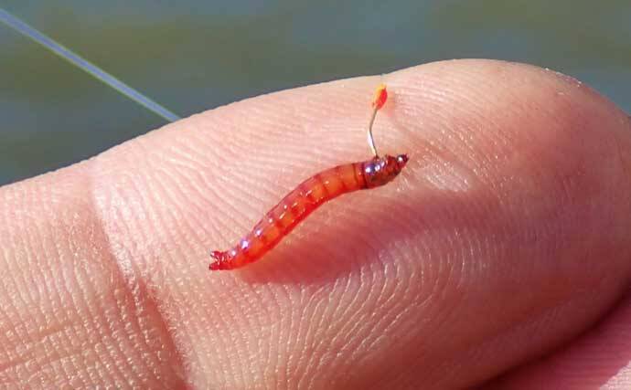 「実は超美味な淡水の小魚」琵琶湖でホンモロコを釣ろう【タックル・仕掛け・釣り方を解説】