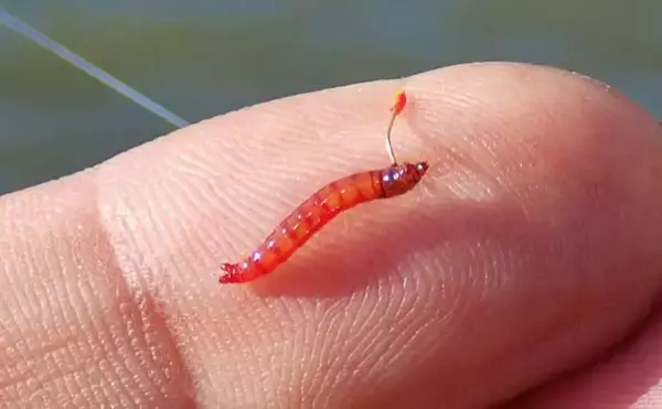 「「実は超美味な淡水の小魚」琵琶湖でホンモロコを釣ろう【タックル・仕掛け・釣り方を解説】」の画像