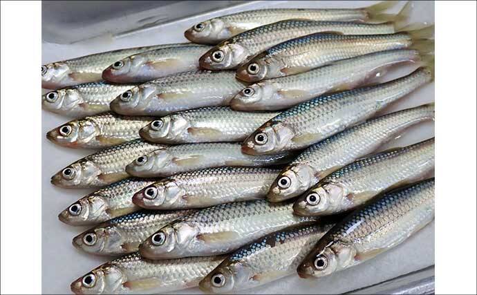 「実は超美味な淡水の小魚」琵琶湖でホンモロコを釣ろう【タックル・仕掛け・釣り方を解説】