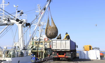 「神の子」に苦しむ日本の漁業　2026年夏は「スーパーエルニーニョ」が発生の見込み