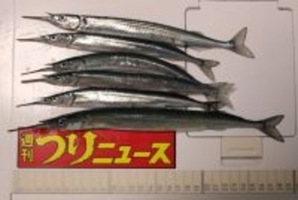 羽根港でのサヨリ釣りで31cm頭に本命20尾【大分】パン粉入りのまきエサが奏功？