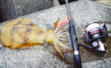 【2025年版】エギングロッドおすすめ20選！　初心者にもわかる失敗しない選び方を解説