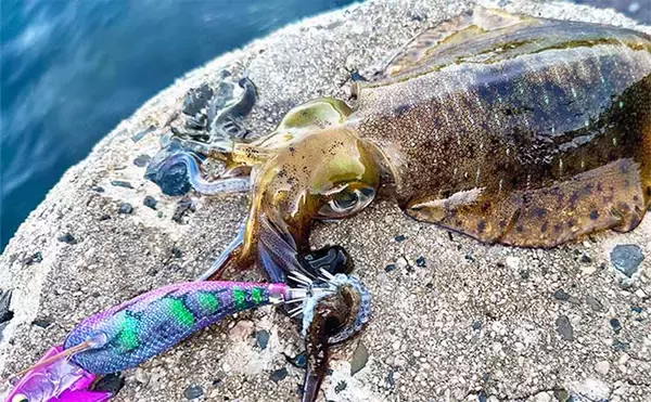 「【2025年版】エギングロッドおすすめ20選！　初心者にもわかる失敗しない選び方を解説」の画像