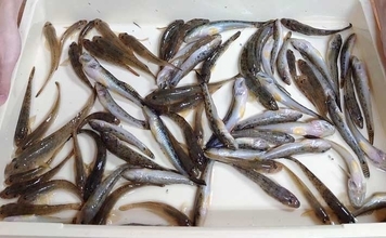 「満潮前の浅場で爆釣！」揖斐川のマハゼ釣りで17cm頭に78匹を手中【三重】