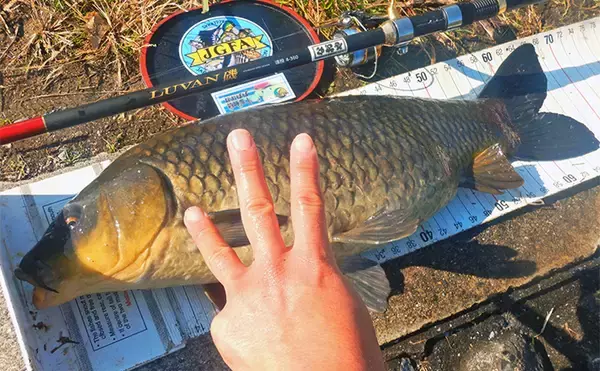「荒川ハクレン釣りで92cm頭に良型2尾手中！【埼玉】 高活性のボラにはお手上げ？」の画像