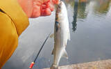 「荒川ハクレン釣りで92cm頭に良型2尾手中！【埼玉】 高活性のボラにはお手上げ？」の画像11