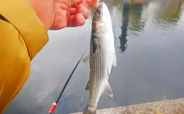 「荒川ハクレン釣りで92cm頭に良型2尾手中！【埼玉】 高活性のボラにはお手上げ？」の画像