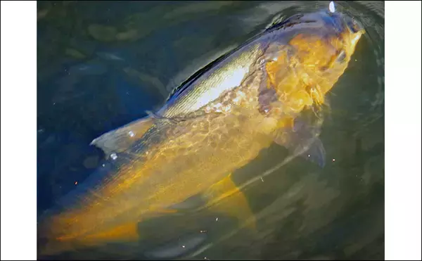 「荒川ハクレン釣りで92cm頭に良型2尾手中！【埼玉】 高活性のボラにはお手上げ？」の画像