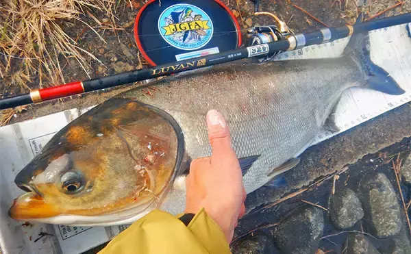 「荒川ハクレン釣りで92cm頭に良型2尾手中！【埼玉】 高活性のボラにはお手上げ？」の画像