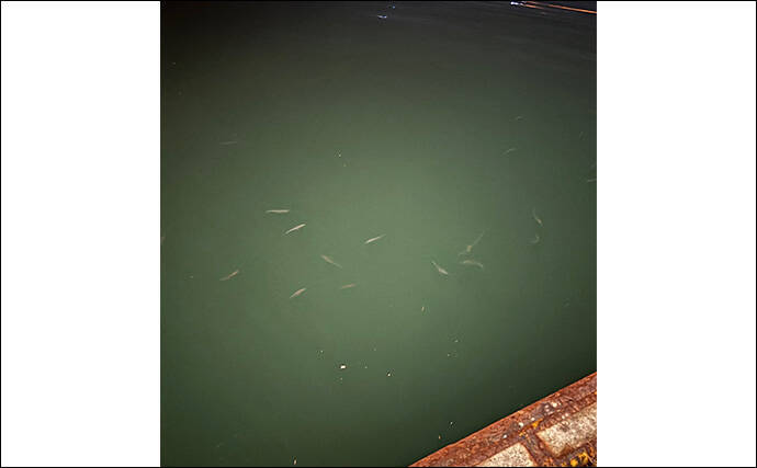 アジングで絶対やってはいけないこと3選 【大アワセ・大きな音・安易なリリース】