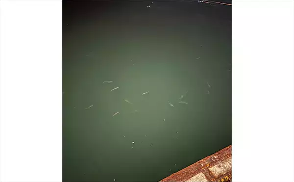 「アジングで絶対やってはいけないこと3選 【大アワセ・大きな音・安易なリリース】」の画像