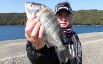 春の乗っ込みチヌ釣果が上向きか【熊本】波止フカセ釣りで30cm級を連打
