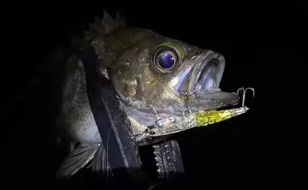 「春は小型ルアーで釣る！」だけでは通用しない　気づかれないリスクとは？