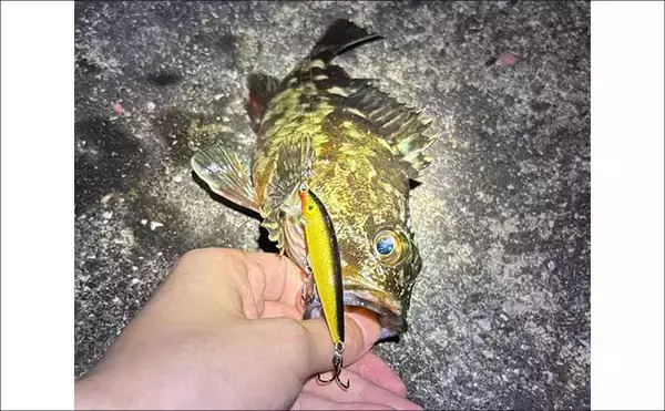 「「春は小型ルアーで釣る！」だけでは通用しない　気づかれないリスクとは？」の画像