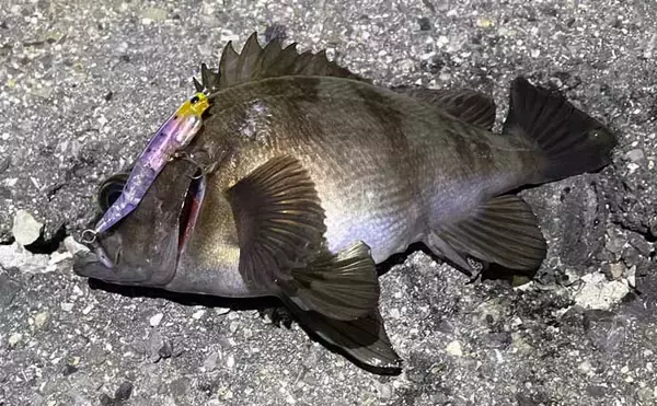 「「春は小型ルアーで釣る！」だけでは通用しない　気づかれないリスクとは？」の画像