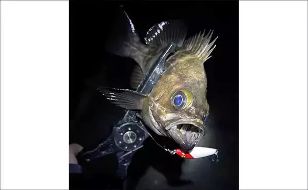 「「春は小型ルアーで釣る！」だけでは通用しない　気づかれないリスクとは？」の画像