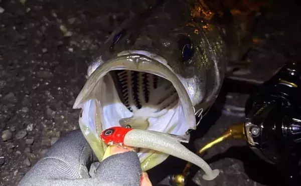 「海水温は上がったけど海はまだ静か」大阪湾沿岸ルアーフィッシングのリアルタイム釣況