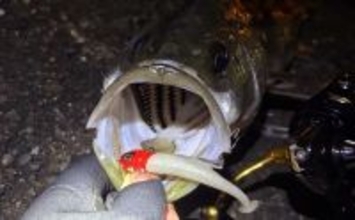 「海水温は上がったけど海はまだ静か」大阪湾沿岸ルアーフィッシングのリアルタイム釣況