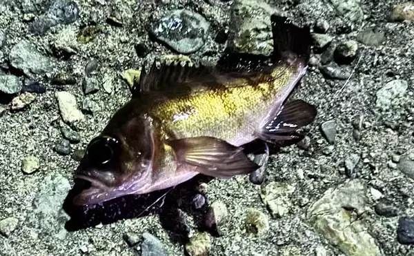 「「海水温は上がったけど海はまだ静か」大阪湾沿岸ルアーフィッシングのリアルタイム釣況」の画像