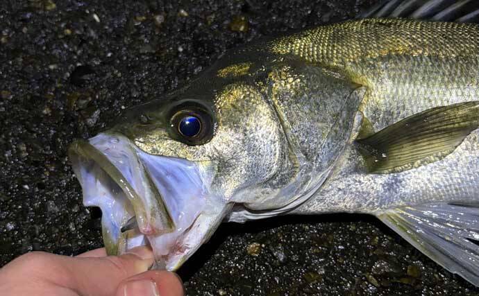 「海水温は上がったけど海はまだ静か」大阪湾沿岸ルアーフィッシングのリアルタイム釣況