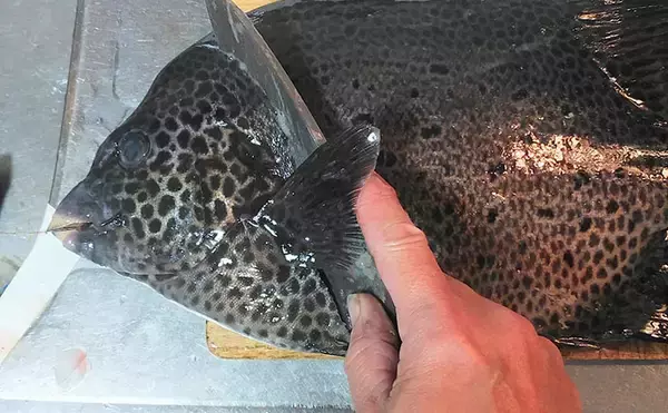 「釣魚で作る「夏バテ防止」レシピ：イシガキダイの冷や汁　ベースは冷凍保存も可能」の画像