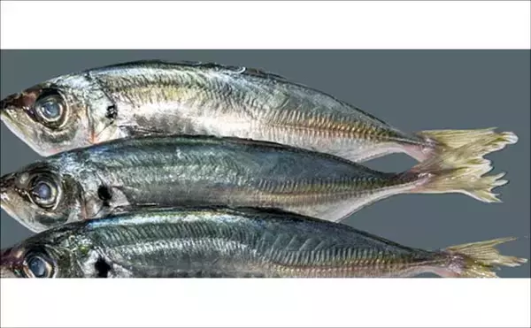 「アジングで55cmマダイをキャッチ【広島】フロートリグにハイブリッドクロスが的中！」の画像