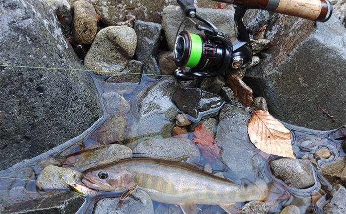 長良川水系での渓流ルアー釣りで27cm頭にイワナ30匹　35cm級大物ヒットもバラし