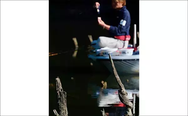 「吉田康雄のザ・チャレンジへらぶな【完デコのリベンジin片倉ダム#3】」の画像