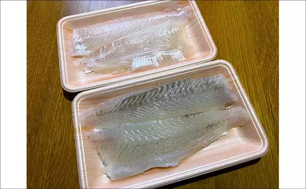 「堤防ちょい投げキス釣りで想定外の49cmヒラメ登場にビックリ！【千葉】」の画像