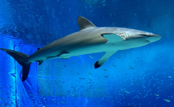 「怖い？可愛い？それとも美味しい？」 人によって変わるサメのイメージ