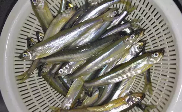 伊自良湖での桟橋ワカサギ釣りで良型中心にポツポツ【岐阜】朝マヅメにアタリ集中