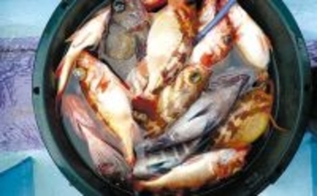 春のオキメバル釣りシーズン開幕　【タックル・仕掛け・多点掛けの狙い方を解説】