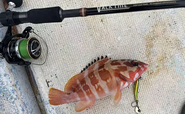 「沖縄・伊是名島でのボートゲームでアカハタとアオリイカ連打！ パックロッドで挑戦」の画像