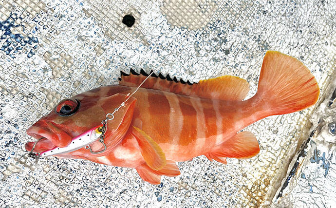 沖縄・伊是名島でのボートゲームでアカハタとアオリイカ連打！ パックロッドで挑戦