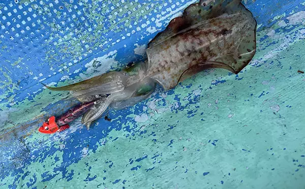「沖縄・伊是名島でのボートゲームでアカハタとアオリイカ連打！ パックロッドで挑戦」の画像