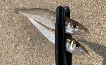 「砂ではなく変化を見つけよう！」 投げキス釣りで釣果を伸ばす【5つの地形】の見方