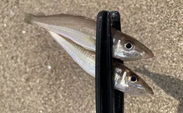 「砂ではなく変化を見つけよう！」 投げキス釣りで釣果を伸ばす【5つの地形】の見方